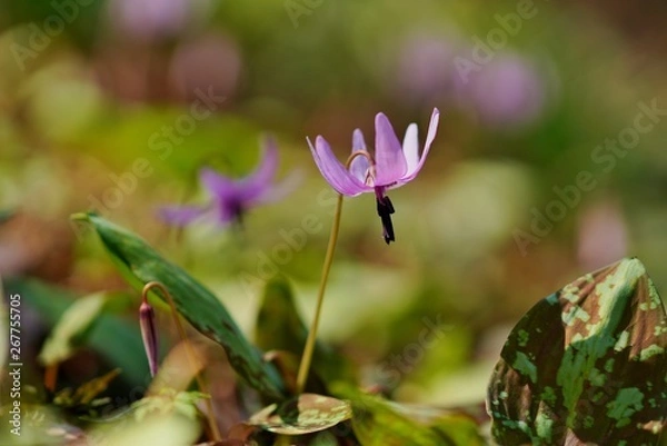 Fototapeta カタクリの花
