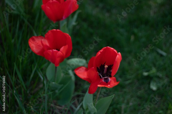 Obraz Red  flowers and green grass background