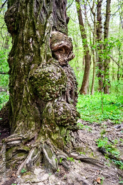 Obraz Burls on oak tree trunk