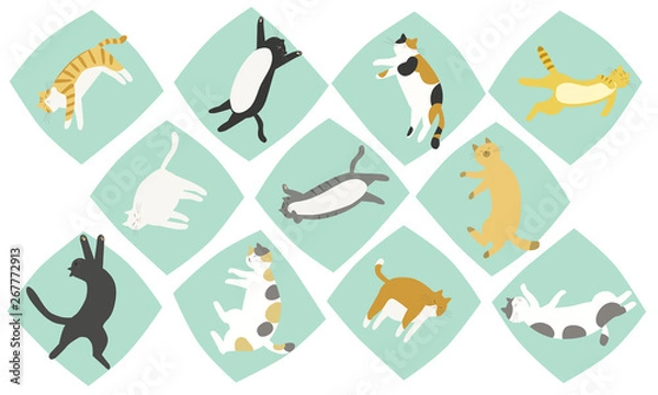 Fototapeta 夏の猫の寝相　自由な姿勢で十分な睡眠