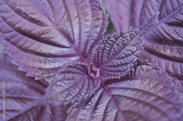 Obraz アカジソの葉