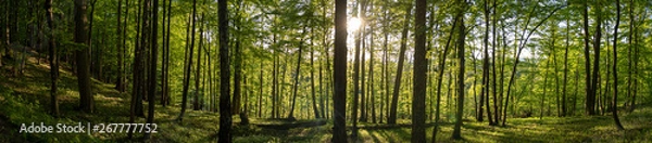 Fototapeta Panorama of Forest