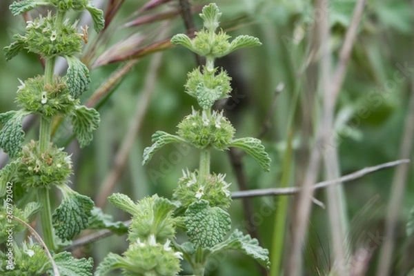 Obraz White Horehound Flowers in Bloom in Springtime