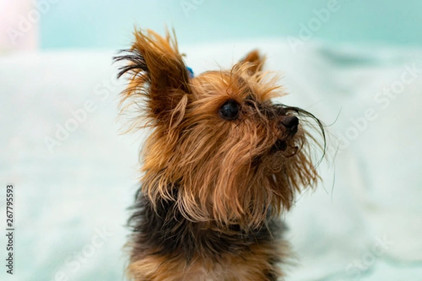 Obraz yorkshire terrier on white background