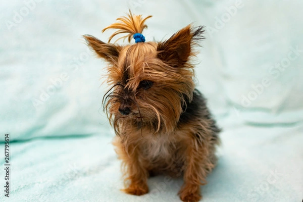 Obraz yorkshire terrier on a white background
