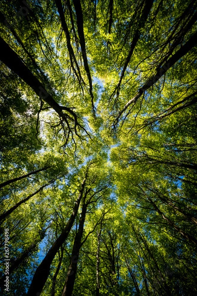 Fototapeta Looking up Green forest. Trees with green Leaves, blue sky and sun light. Bottom view background