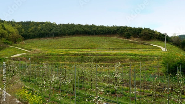 Fototapeta a dandelion field