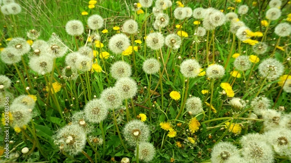 Fototapeta dandelions