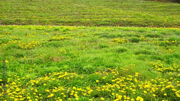 Fototapeta a dandelion field2