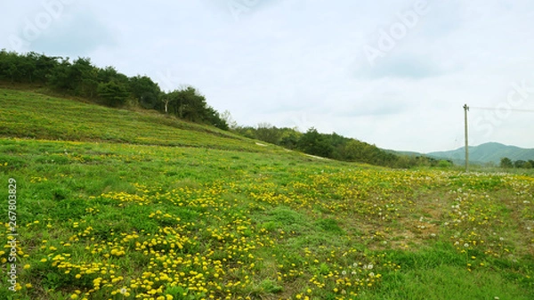 Obraz a dandelion field4