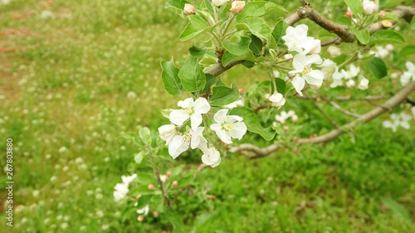 Fototapeta apple blossoms1