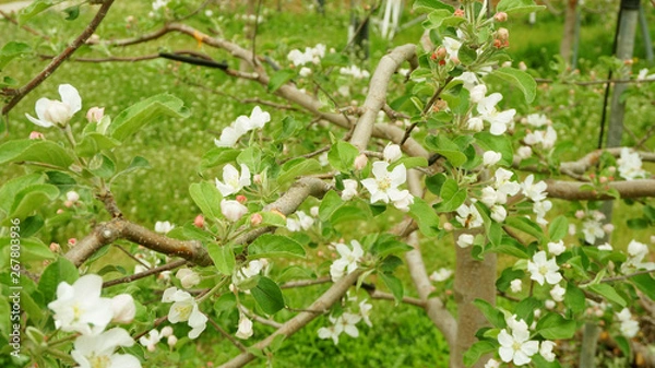 Fototapeta apple blossoms2