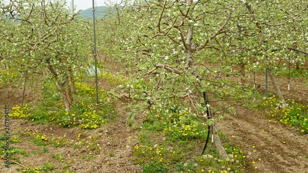 Fototapeta apple blossoms 5