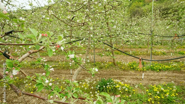 Fototapeta apple blossoms 7