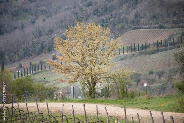 Fototapeta Tree standing on its own by a road