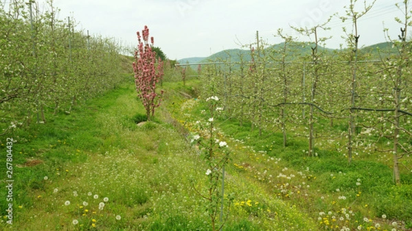 Fototapeta apple blossoms 9