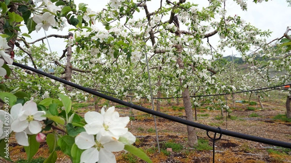 Fototapeta apple blossoms 13