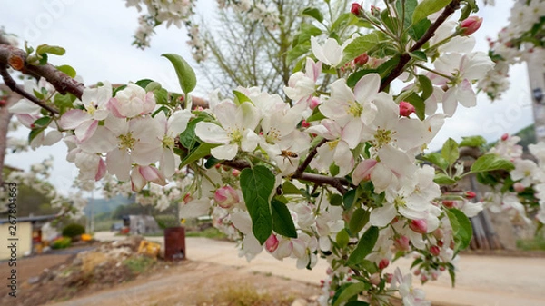 Obraz apple blossoms 14