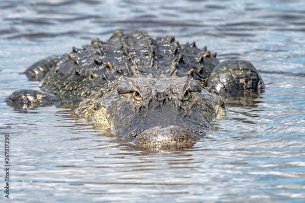Obraz Alligator in waiting