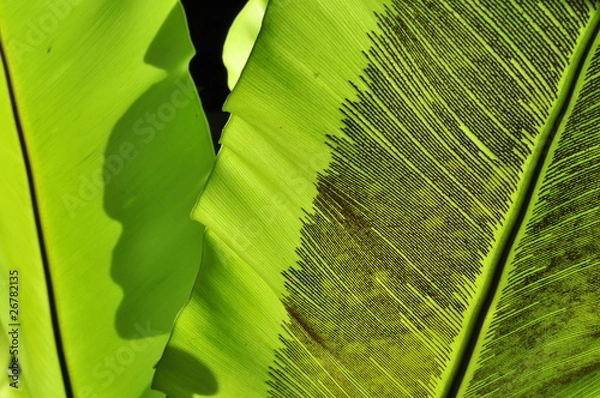 Obraz Bird's Nest Fern