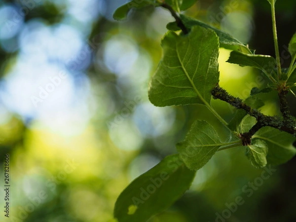 Obraz Blätter eines Baumes.
