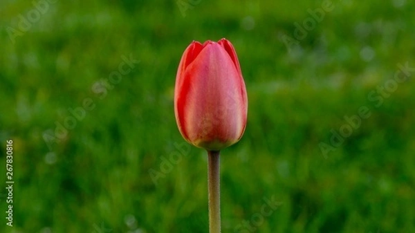 Fototapeta Tulip