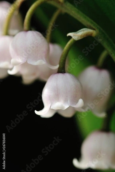 Obraz ピンクスズランの花