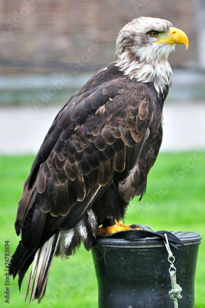 Obraz Gefangener Adler