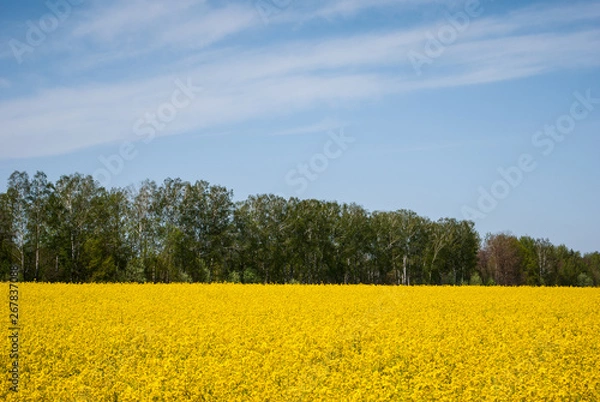 Obraz Yellow field rapeseed in bloom