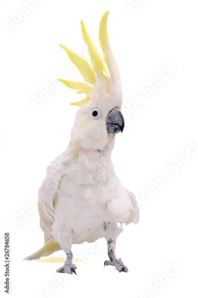 Obraz Papuga