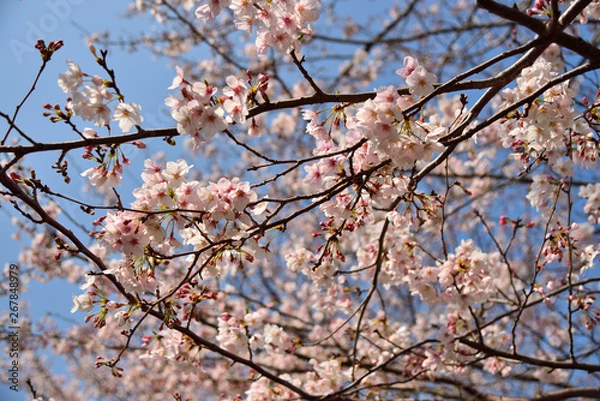 Fototapeta 【神奈川】横須賀　走水水源地の桜