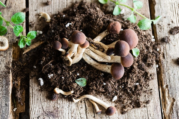 Obraz Mushrooms on rustic wooden table