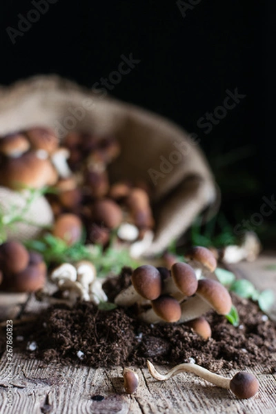Obraz Mushrooms on rustic wooden table