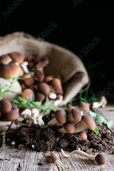Obraz Mushrooms on rustic wooden table