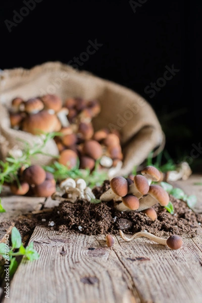 Obraz Mushrooms on rustic wooden table