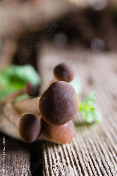 Obraz Mushrooms on rustic wooden table