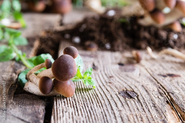 Obraz Mushrooms on rustic wooden table