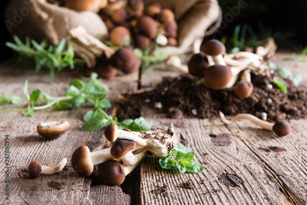 Obraz Mushrooms on rustic wooden table