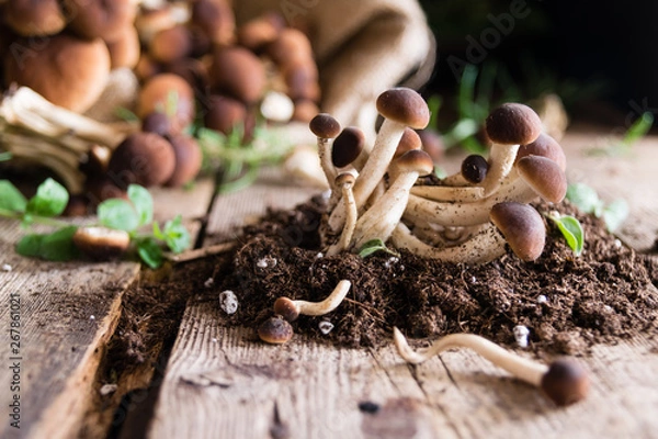 Obraz Mushrooms on rustic wooden table