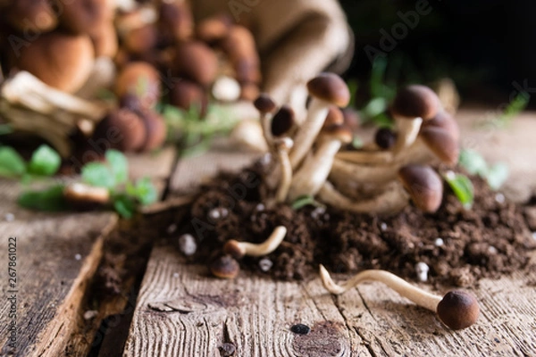 Obraz Mushrooms on rustic wooden table
