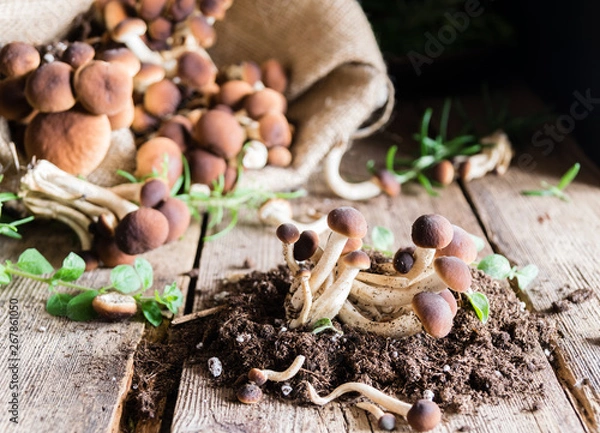Obraz Mushrooms on rustic wooden table
