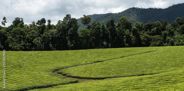 Obraz landscape with tea plantation and trees