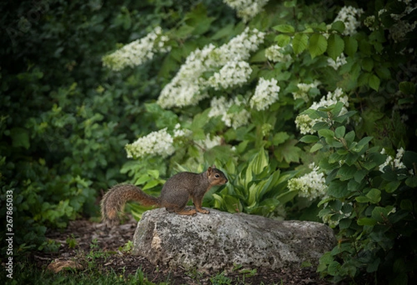 Obraz squirrel on rock