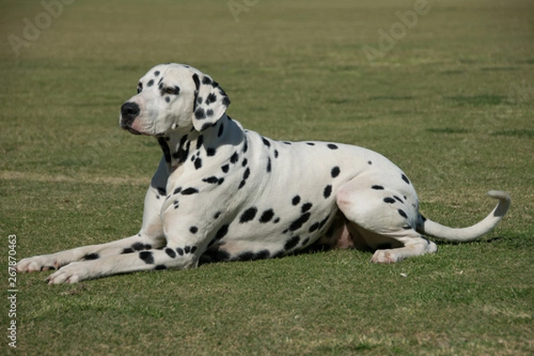 Fototapeta Dalmation dog on grass background