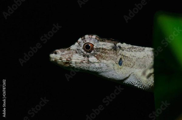 Fototapeta anolis