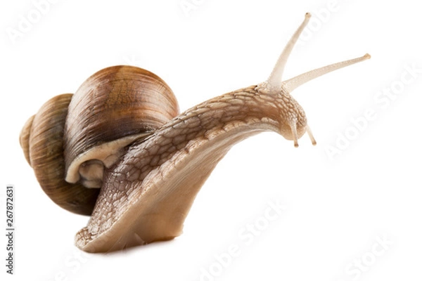 Fototapeta snail isolated on white background