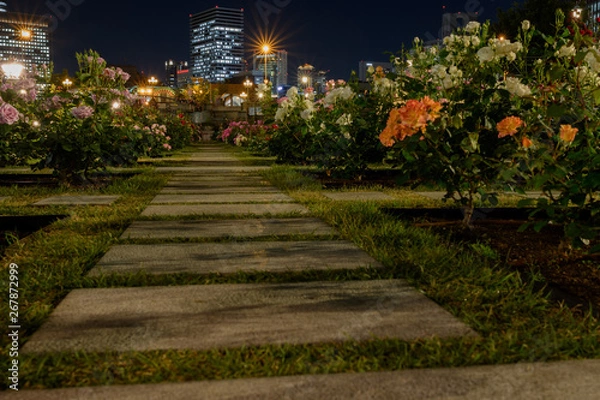 Fototapeta 都会のバラ
