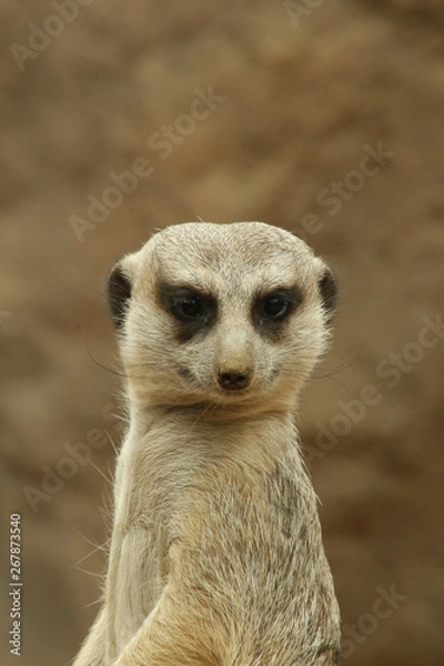 Fototapeta Confident Meerkat
