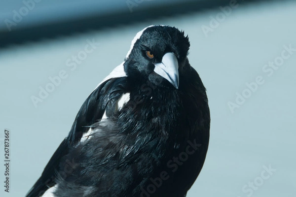 Fototapeta Australian Magpie