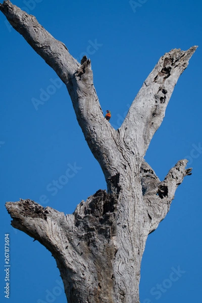 Fototapeta Coloured parakeet in dead tree